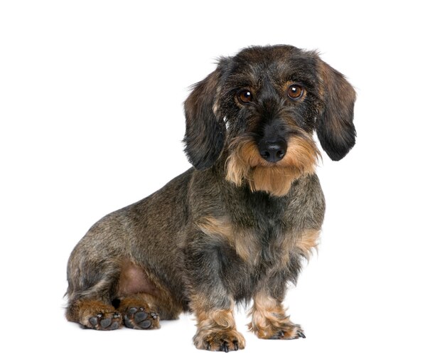 Dachshund, 2 anos. Retrato de cachorro isolado