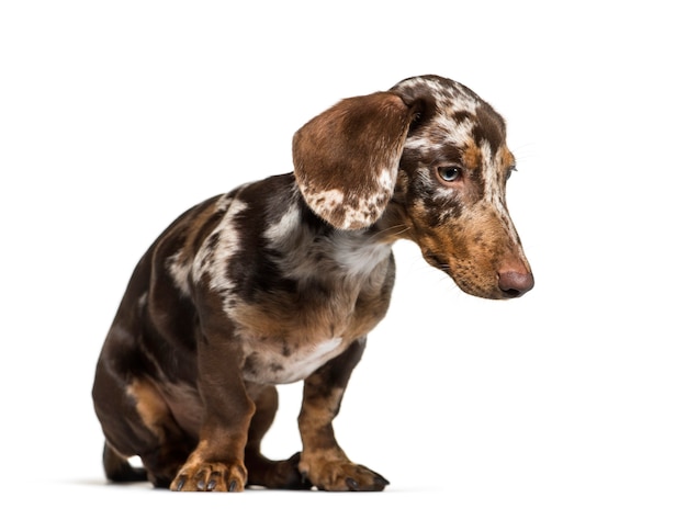 Dachshund, 5 meses de idade, sentado em frente a um fundo branco