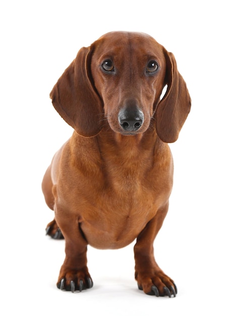 Dachshund aislado en blanco