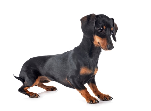 Dachshund aislado en blanco