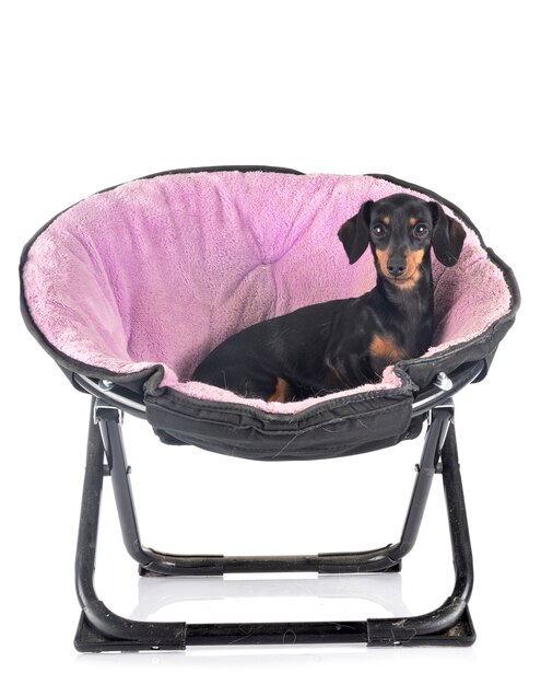 Dachshund aislado