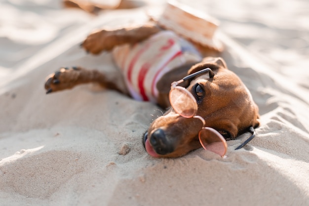 Dachshund anão com macacão listrado de cachorro e chapéu de palha tomando sol em uma praia arenosa