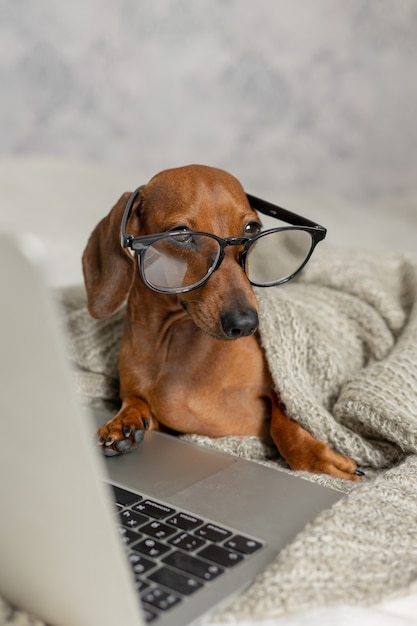 Dachshund anão de óculos pretos coberto com cobertor cinza lendo olhar para laptop Blogueiro de cães