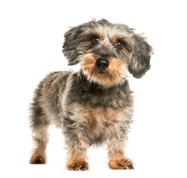 Dachshund, cachorro-salsicha na frente de um fundo branco