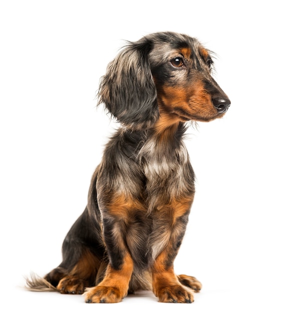 Dachshund, cachorro-salsicha sentado em frente a um fundo branco