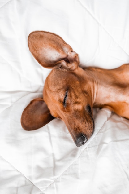 Dachshund duerme en una manta de algodón blanco en la cama de la casa, espacio para texto