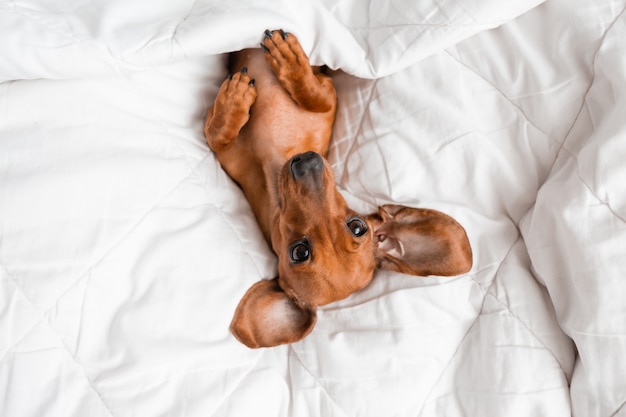 Dachshund está deitado na cama. manta de algodão branco, espaço para texto