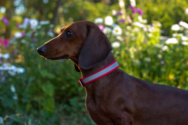 Dachshund fofo sentado em um fundo natural