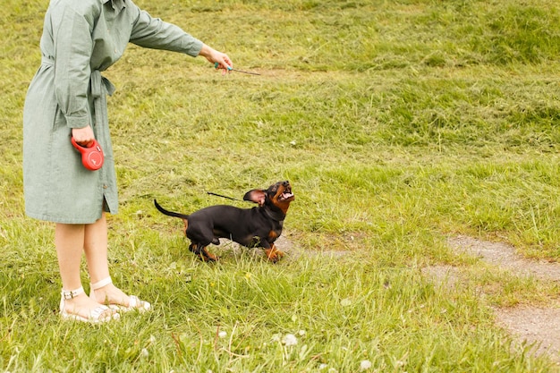 Dachshund Hund springt für einen Stock auf einem Feld mit grünem Gras Frau spielt mit ihrem Hund