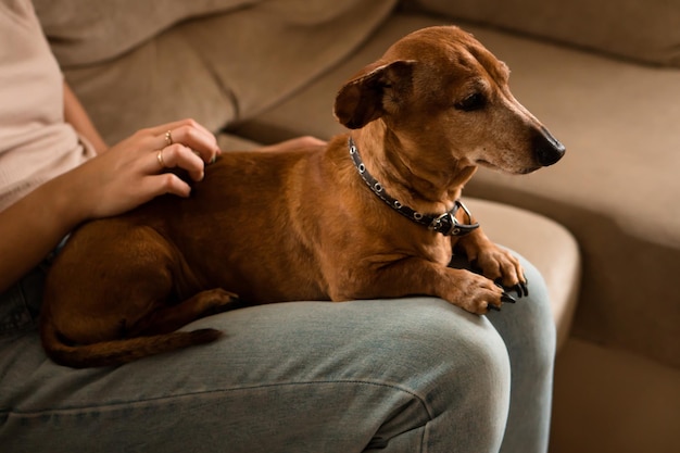 Dachshund idoso sentado no joelho do proprietário