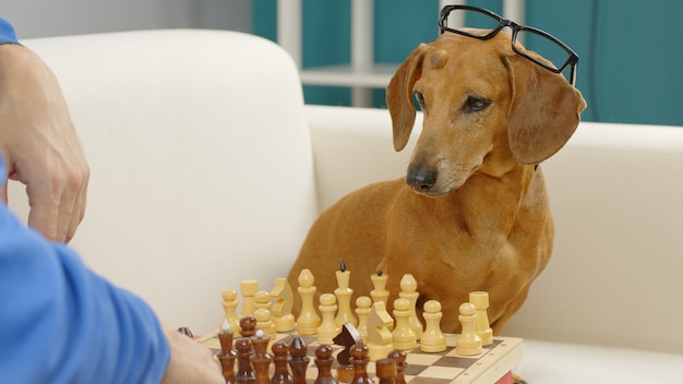 Dachshund inteligente com óculos jogando xadrez cão treinado