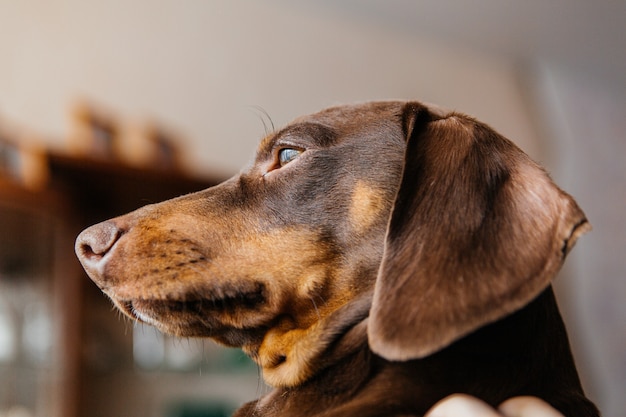 Dachshund marrón de cerca. Niño Dachshund