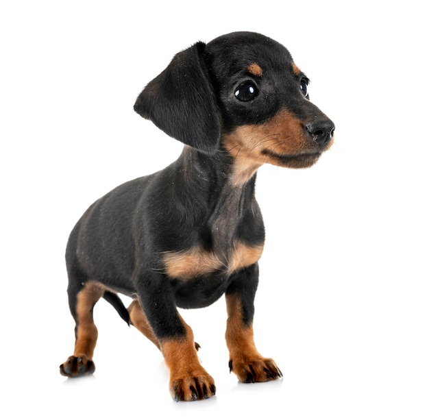 dachshund miniatura cachorro
