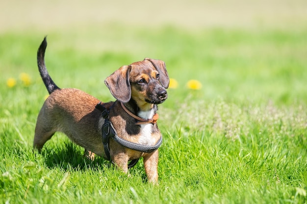 Dachshund miniatura de pie en la hierba larga