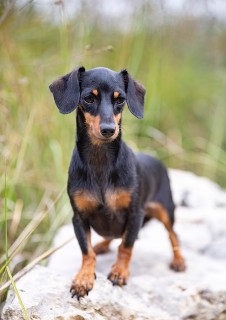 Dachshund negro y fuego caminando en la naturaleza