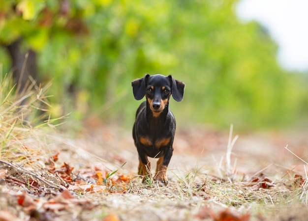 Dachshund negro y fuego caminando en la naturaleza