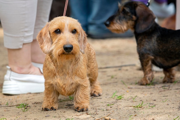 El dachshund de pelo de alambre en una exposición canina