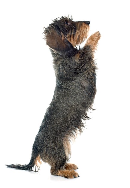 Dachshund de pelo de alambre