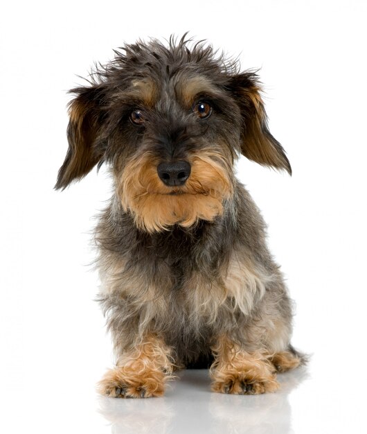 Dachshund de pelo grueso con 3 años. Retrato de perro aislado