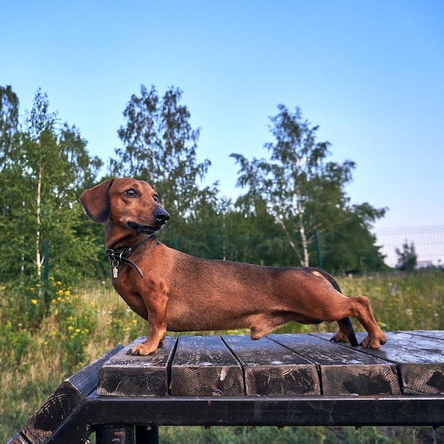 El dachshund de pelo liso rojo en el campo de entrenamiento de perros