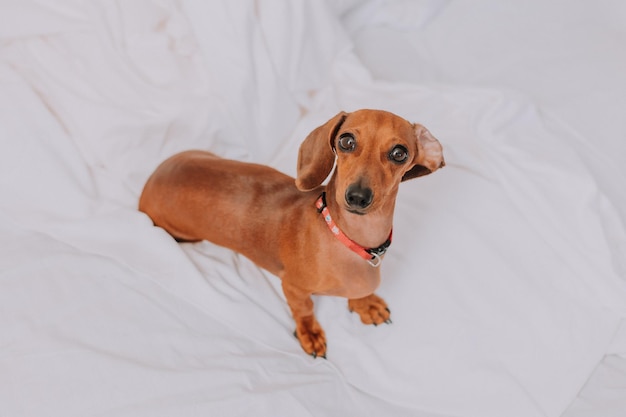 Dachshund pequeno está sentado em uma cama branca. espaço para texto. Foto de alta qualidade