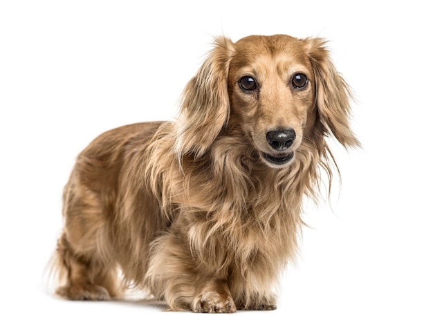 Dachshund de pie, aislado en blanco