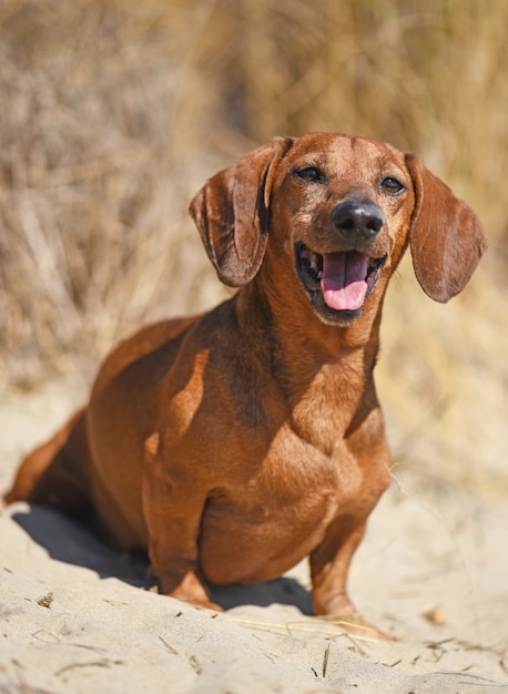 dachshund en la playa