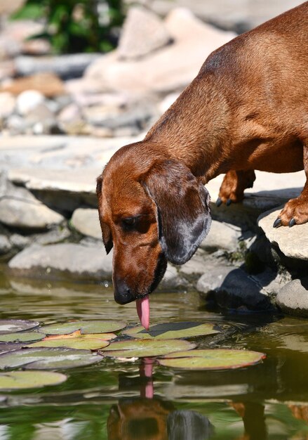 Dachshund rojo bebiendo agua de un estanque