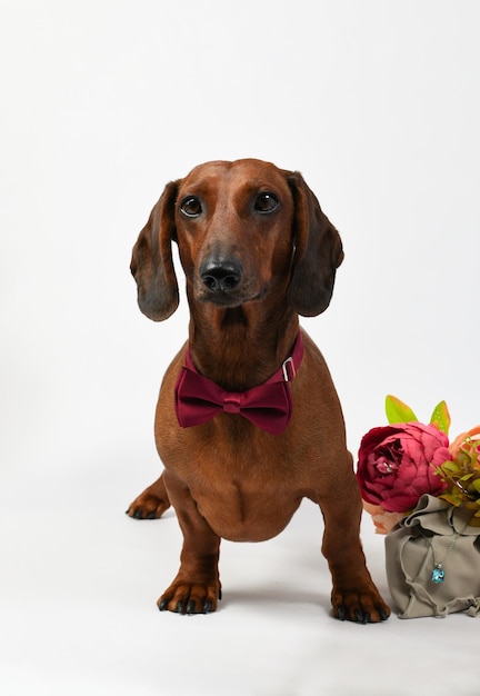 Dachshund rojo con corbata y flores.