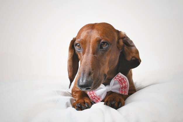 Dachshund rojo en un lazo elegante