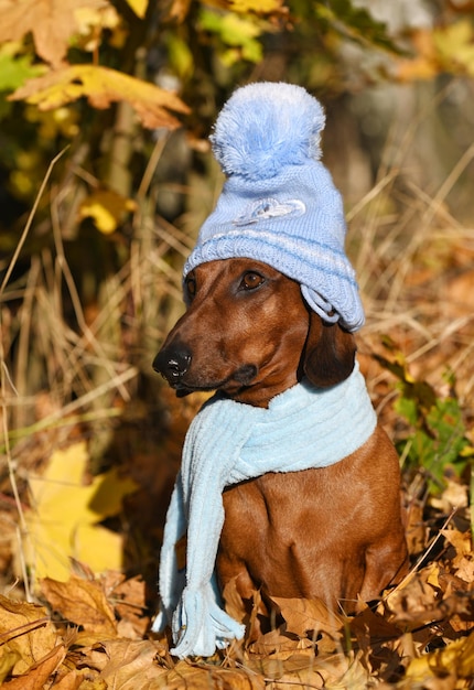 Dachshund rojo con sombrero azul y bufanda