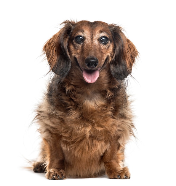 Dachshund sentado, aislado en blanco