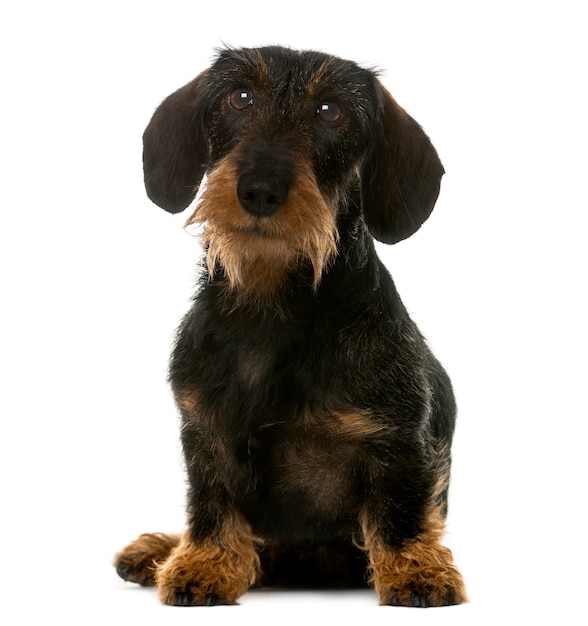 Dachshund sentado frente a una pared blanca