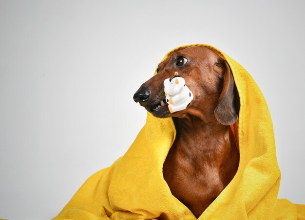 Dachshund sitzt in einem gelben Handtuch mit einem Spielzeug im Mund