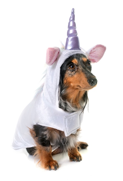 dachshund unicornio