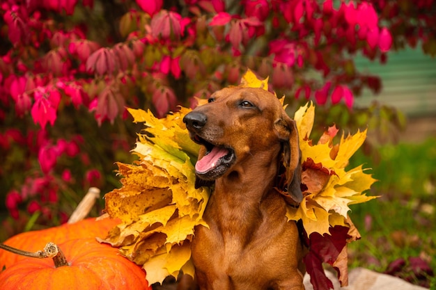 Foto dachshund vermelho boceja no parque no outono