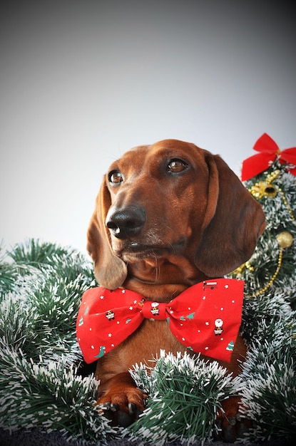 Dachshund vermelho com gravata encontra o Natal