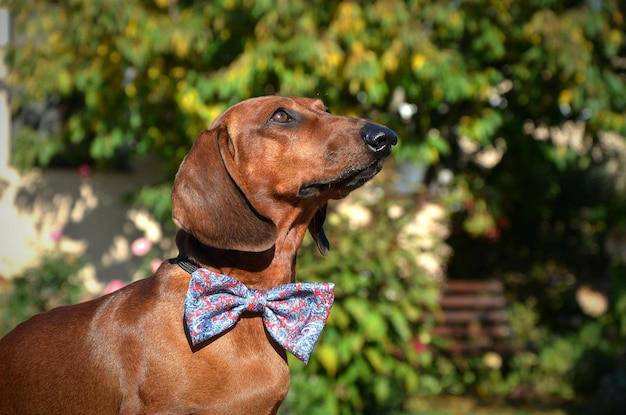 Dachshund vermelho com gravata na natureza