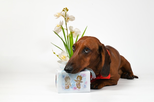 Foto dachshund vermelho com presente e flores