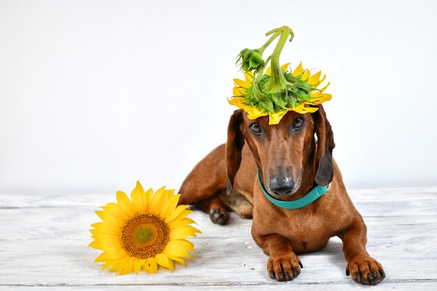 Dachshund Comendo - Quebra-Cabeça - Geniol