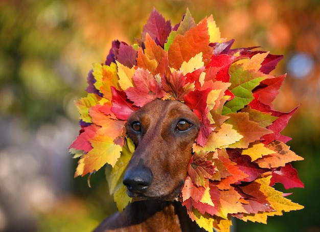 Dachshund vermelho em uma coroa de folhas