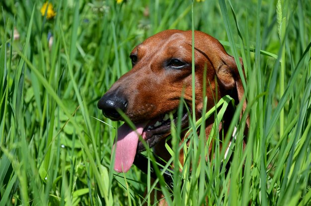 Dachshund vermelho escondido na grama