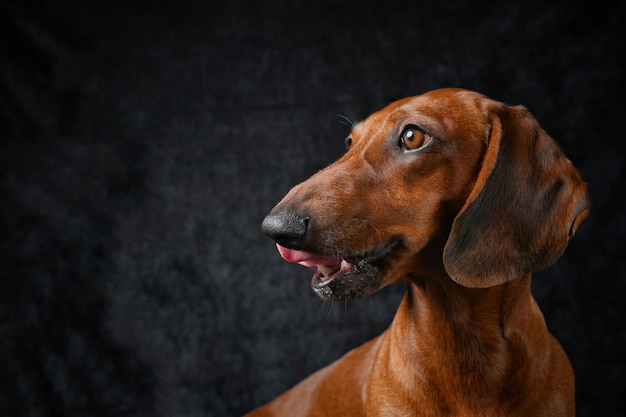 Dachshund vermelho mostra sua língua