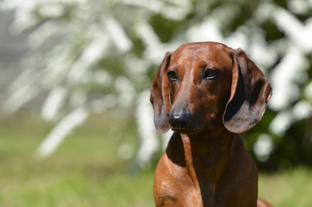 Dachshund vermelho no parque