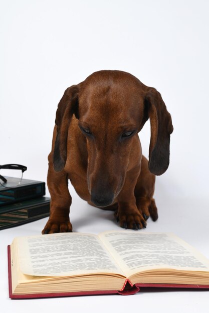 Dachshund vermelho olha para um livro aberto