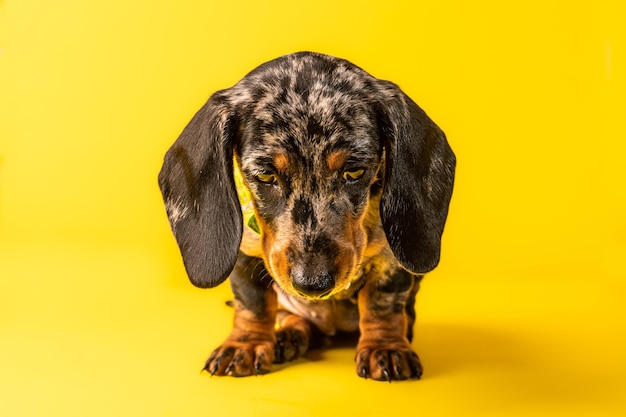 Dachshund-Welpenhaustier auf gelbem Hintergrund