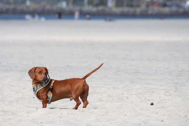 Dachshund wiener dog mix mutt jugando en la arena en la playa