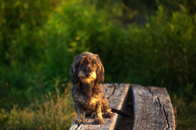 dachshund