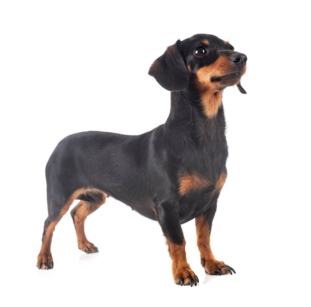 Dachshund