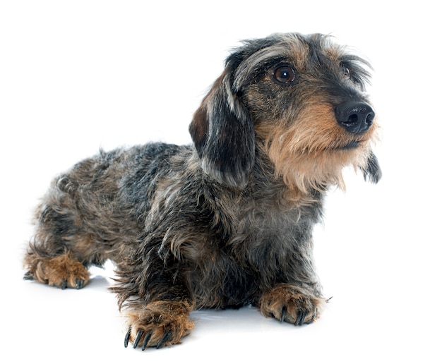 Dachshunds de pelo de alambre